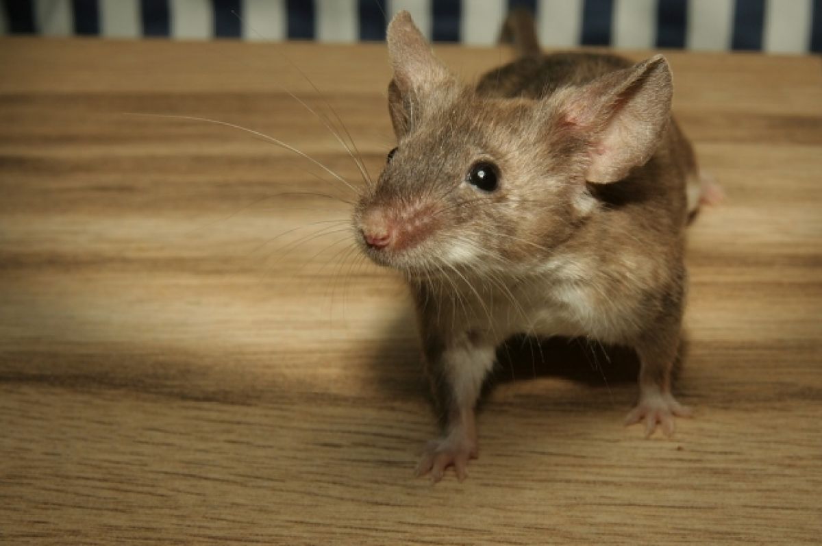 Пациент алтайской больницы снял на видео труп мыши возле умывальника