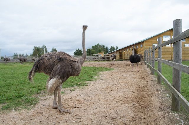 Псковский фермер уверяет, что страусы - идеальная птица для сельхозпроизводства