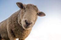 Подросток украл овцу на шашлык