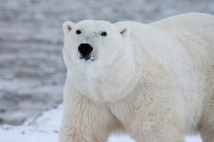 Израненную браконьерами белую медведицу обнаружили в Диксоне
