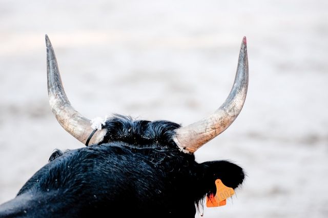 В Матвеевском районе бык во время кормления поднял животновода на рога.