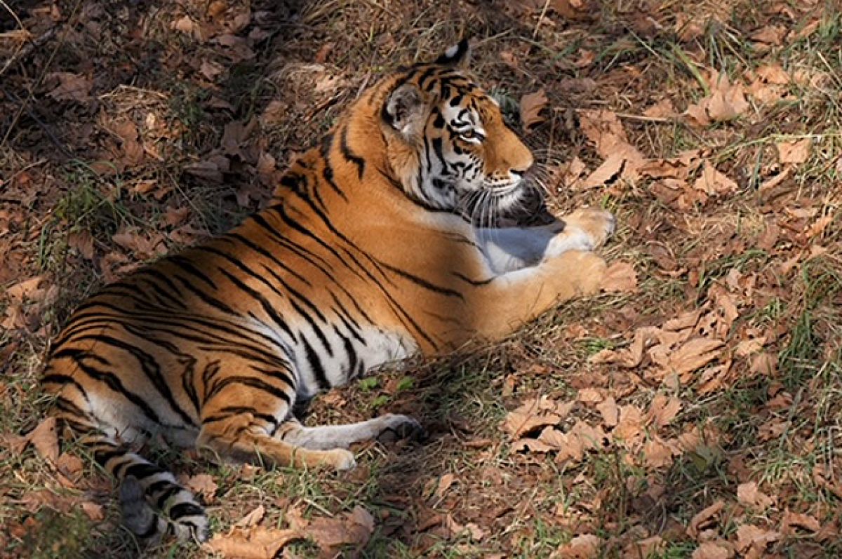 Сохранение популяции. «Роснефть» поддерживает изучение амурского тигра