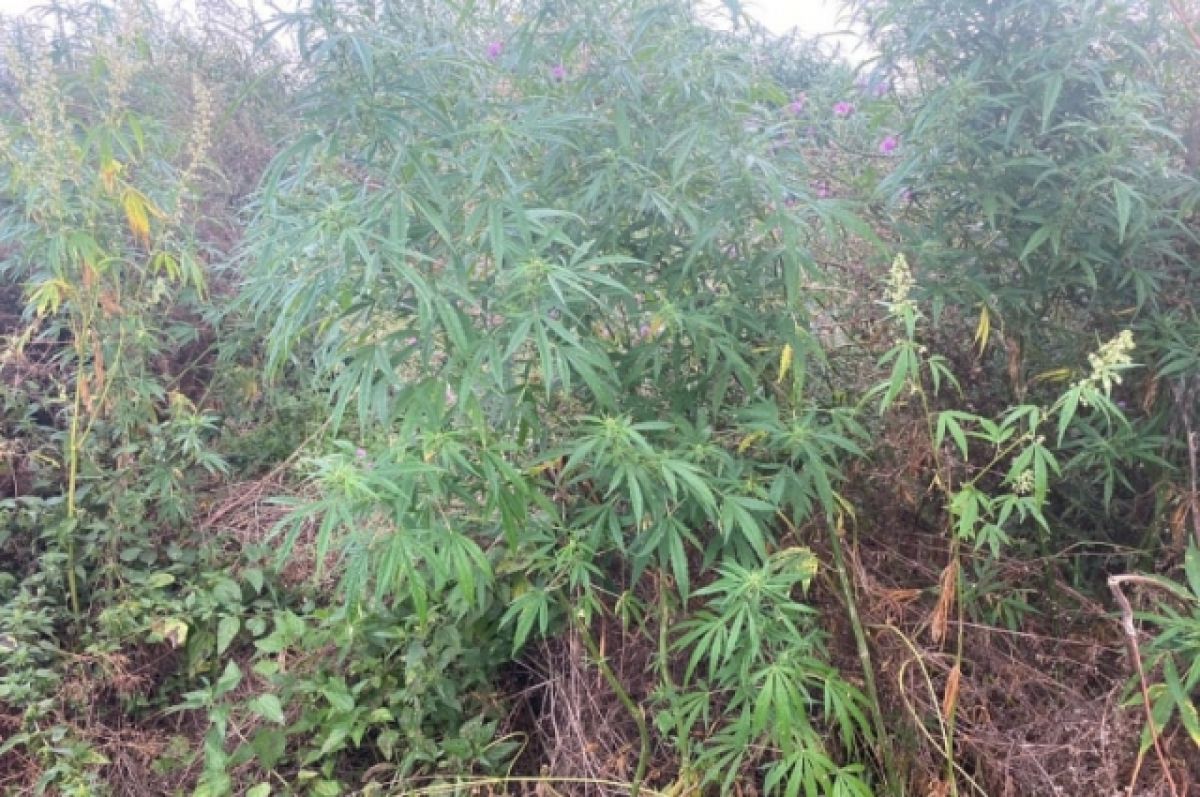 Более 900 граммов растительных наркотиков изъяли брянские полицейские