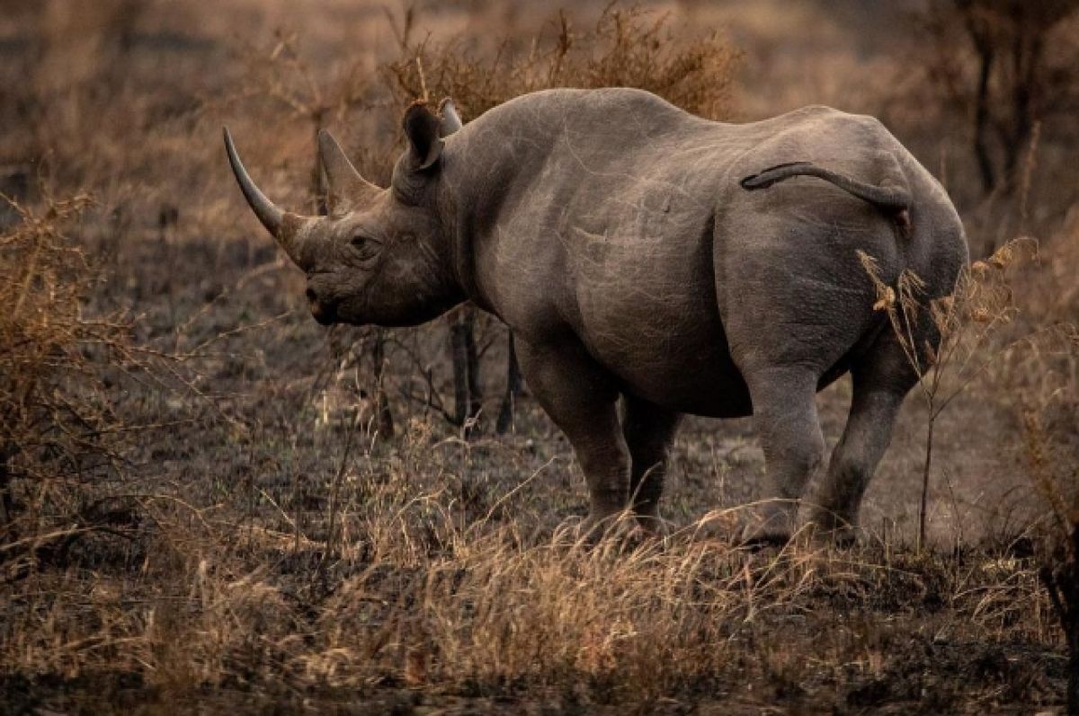 В Уфе спасатели нашли череп носорога старше 8 тысяч лет