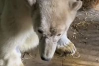 Директор Московского зоопарка рассказала о состоянии раненого медведя с Диксона.