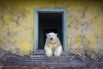Победитель в категории «Серия». Медведь выглядывает из окна бывшей метеорологической станции на острове Колючин.