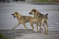 В 68% случаев виновниками ДТП стали собаки, которые выбежали на дорогу