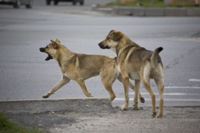 В 68% случаев виновниками ДТП стали собаки, которые выбежали на дорогу