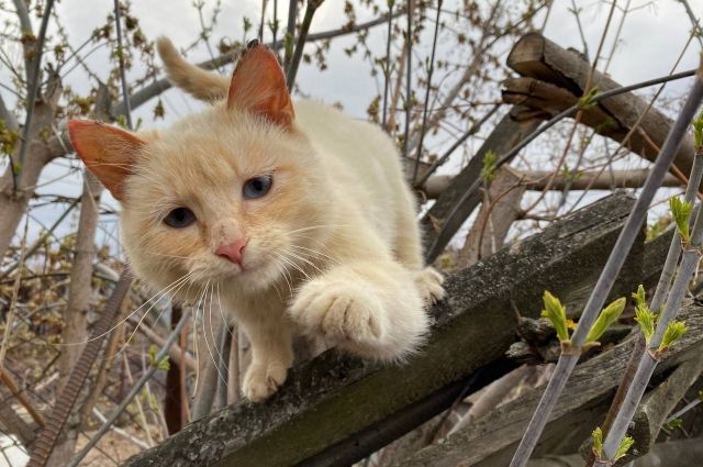 В Казани могут усыпить более 50 кошек за то, что хвостатые поставляли в колонию наркотики. 