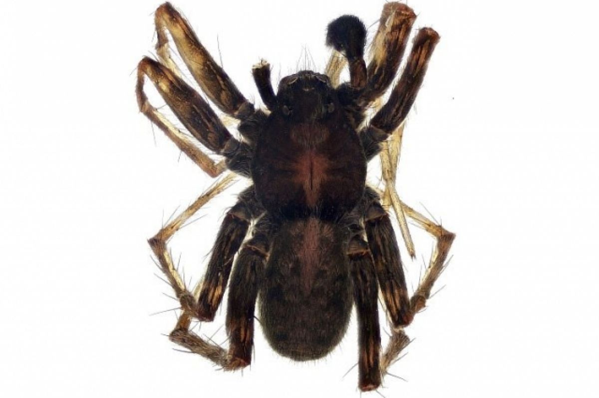 Новый вид паука-волка, которого «кормят ноги», открыли на Алтае (фото)
