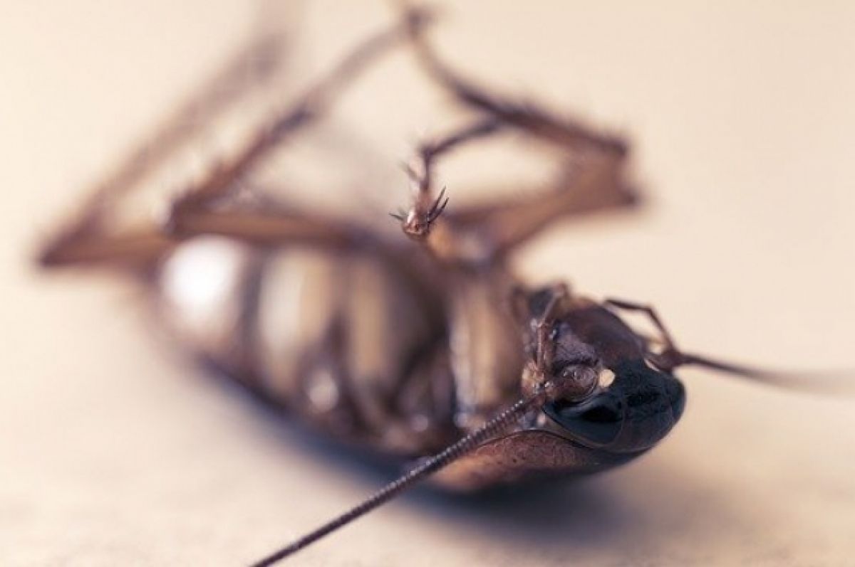 Эксперты: европейцам придется есть тараканов из-за кризиса продовольствия