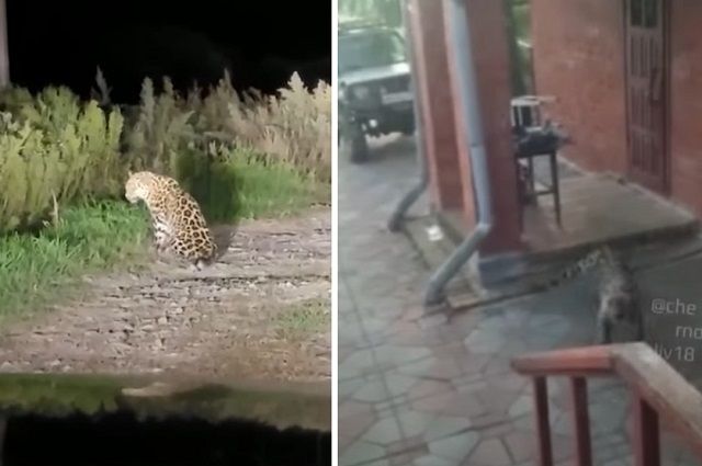 Нападение леопарда сняли на видео. 
