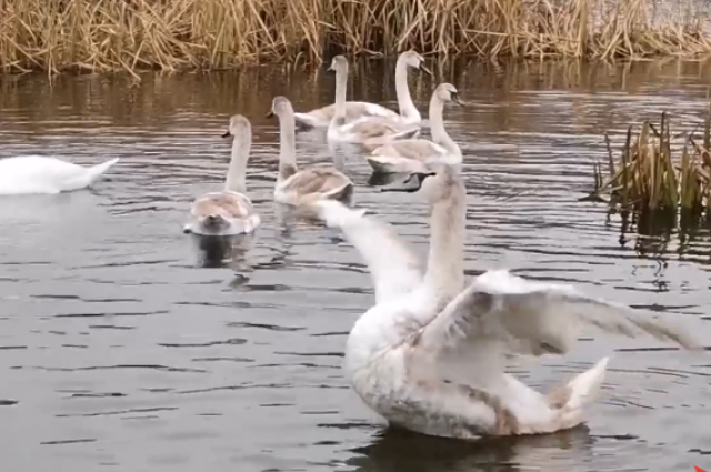 За лебедями, поселившимися на местном пруду, с первых дней их рождения наблюдал чуть ли не весь Урюпинск.