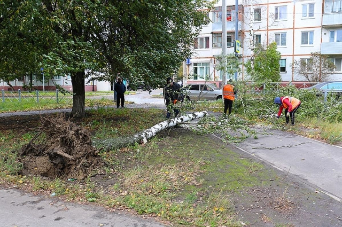 В Брянске ветер повалил деревья и повредил автомобили