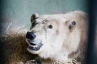 Белого медведя с Диксона проведали инженеры и директор Московского зоопарка.