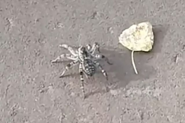 скриншот с видео
