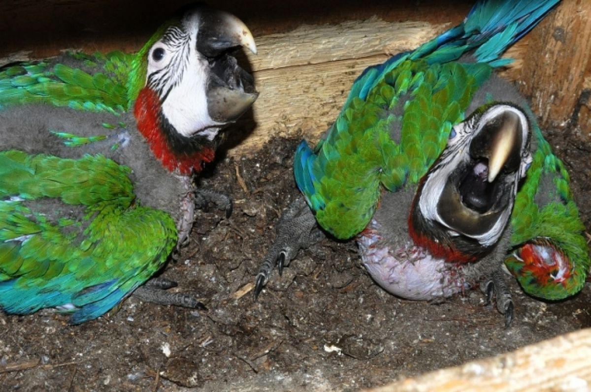 В зоопарке живут 5 видов попугаев. Ростовский зоопарк попугаи ара. Птенец попугая ара. Редкие попугаи. Попугай ара в зоопарке.