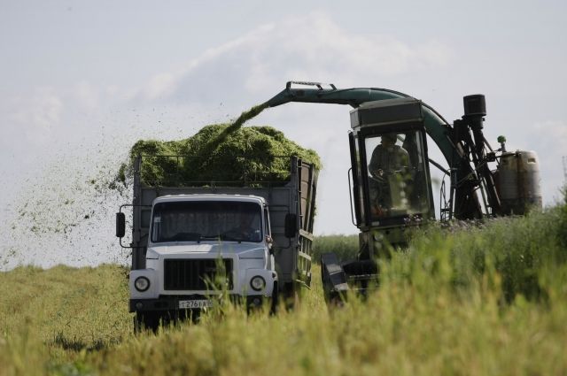 Зерна в этом году в Псковской области собрали рекордно много, а девать его некуда