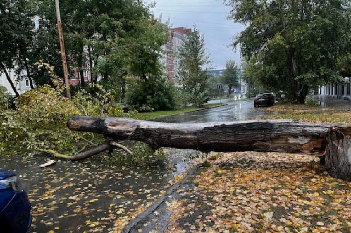 Екатеринбуржцам рассказали, куда сообщать о поваленных деревьях | АиФ Урал