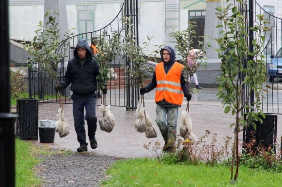 В брянском сквере Сад Победы высадили молодые деревья