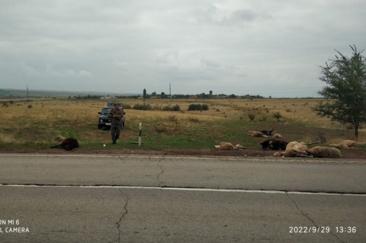 В Ростовской области водитель насмерть сбил 14 баранов
