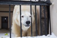 В Оренбурге рассказали, в каких условиях на самом деле содержатся белые медведи