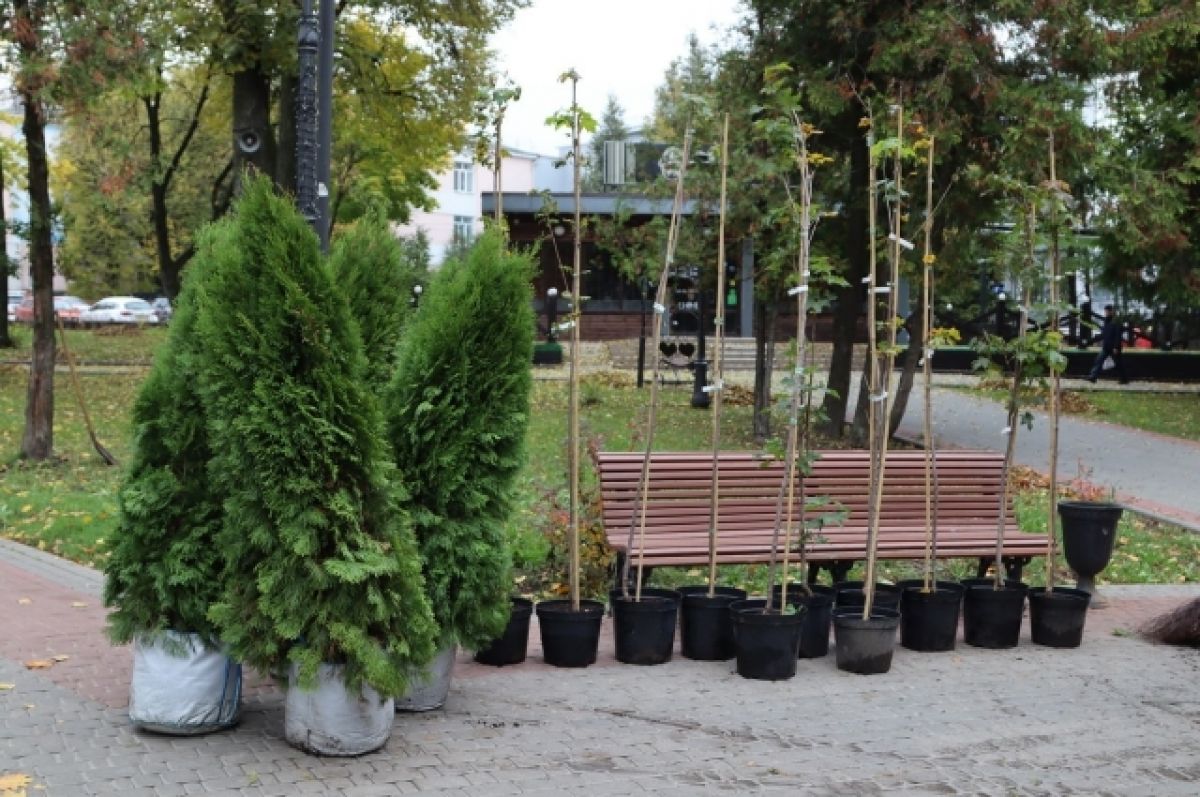 В брянском в сквере имени Карла Маркса высадили 15 молодых деревьев