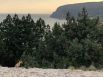 Окрестности Судака в Крыму. Любопытный лисёнок тоже вышел на побережье, что полюбоваться закатами. 
