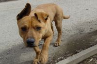 В Оренбурге был замечен пёс, который несколько дней ждёт хозяина