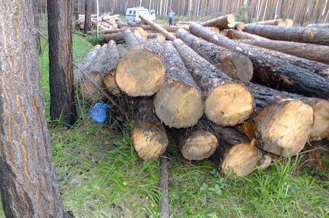 Незаконную заготовку древесины вели в Эхирит-Булагатском районе.