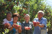 На юге новый тип садов позволил резко увеличить производство яблок.