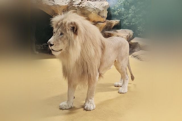 В Татарстан пытались ввезти незадекларированные останки льва. 