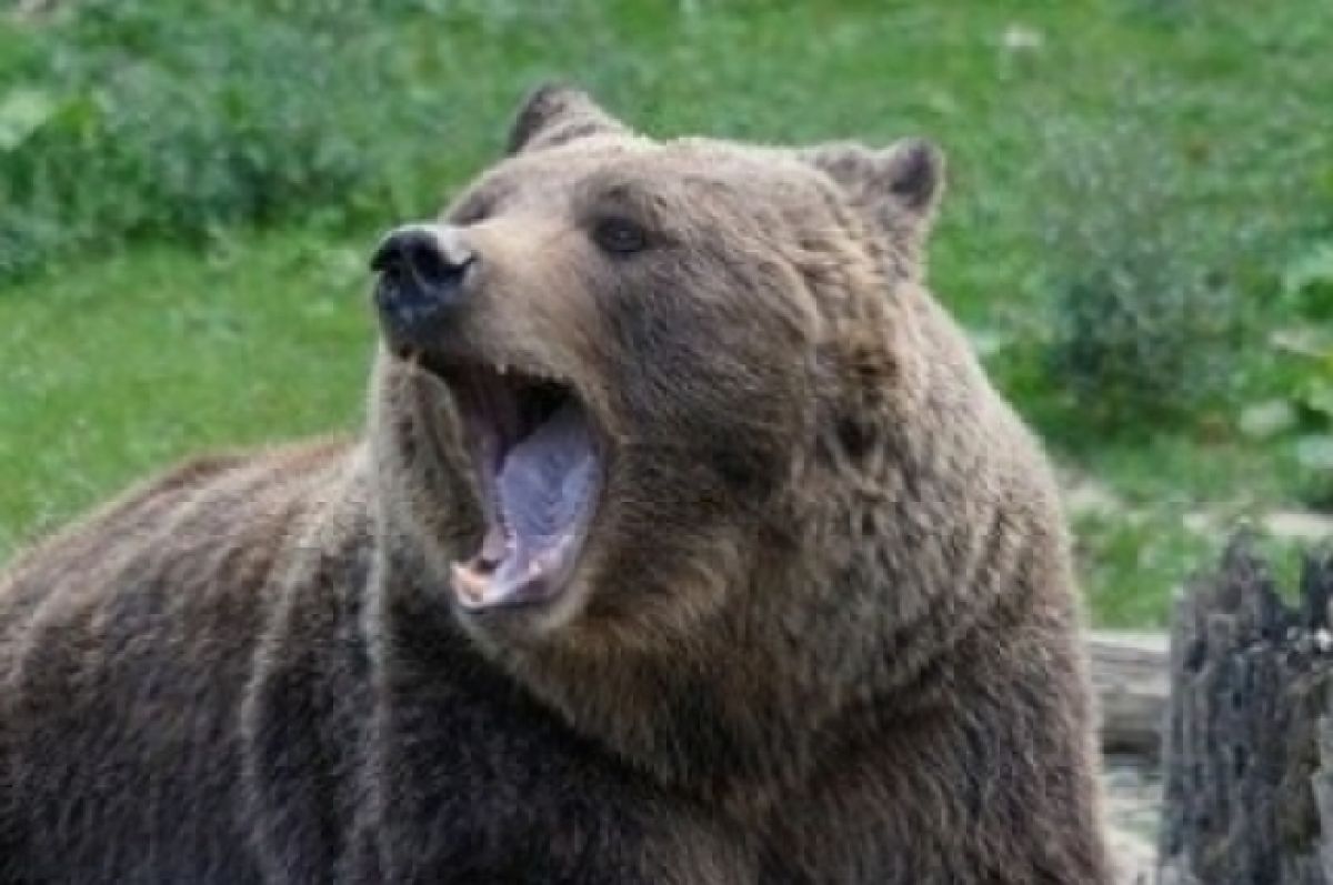 Медведи стали близко подходить к селам на Алтае
