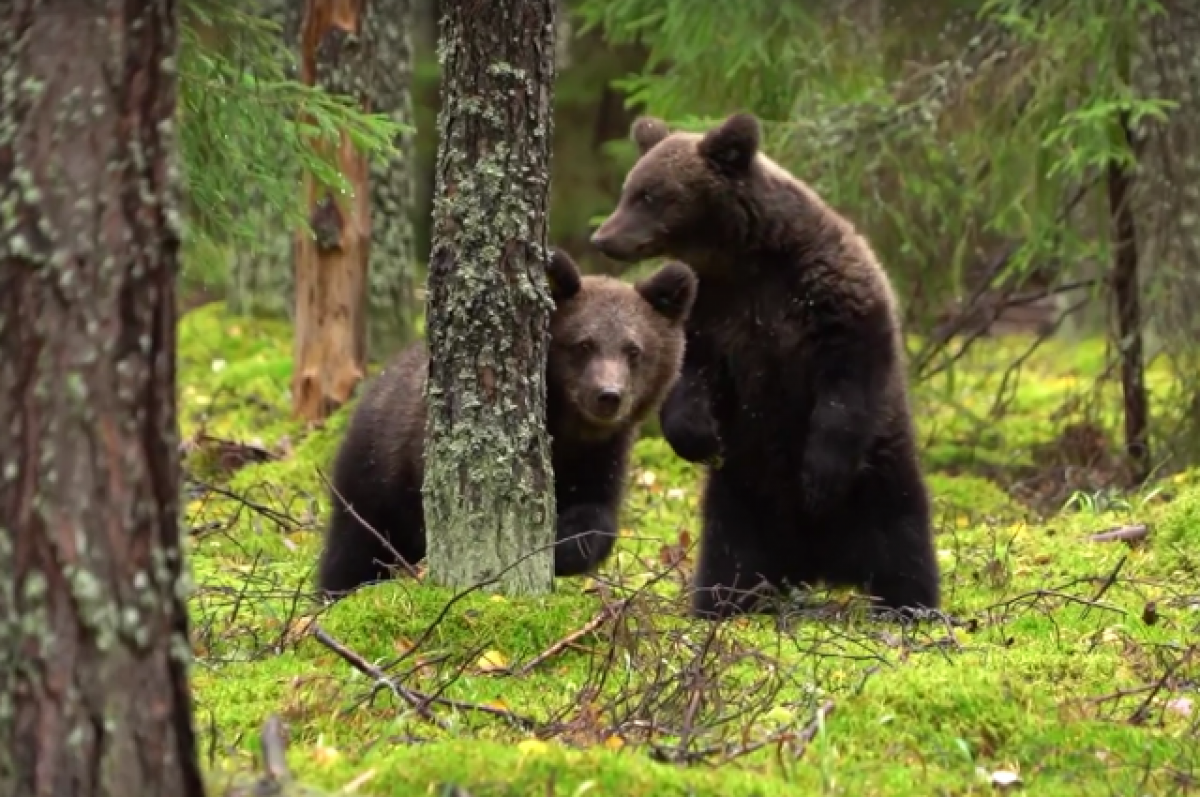 Медведь в Тверской области. Медведи в Вологодской области. Медведь в лесах России. Медведь в лесу за деревом. Бурый медведь тверской области