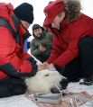 28 апреля 2010 г. Путин посетил архипелаг Земля Франца-Иосифа, где познакомился с работой экспедиции учёных, наблюдающих за популяцией белых медведей.  