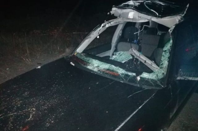 44-летний водитель автомобиля Subaru Forester сбил лося