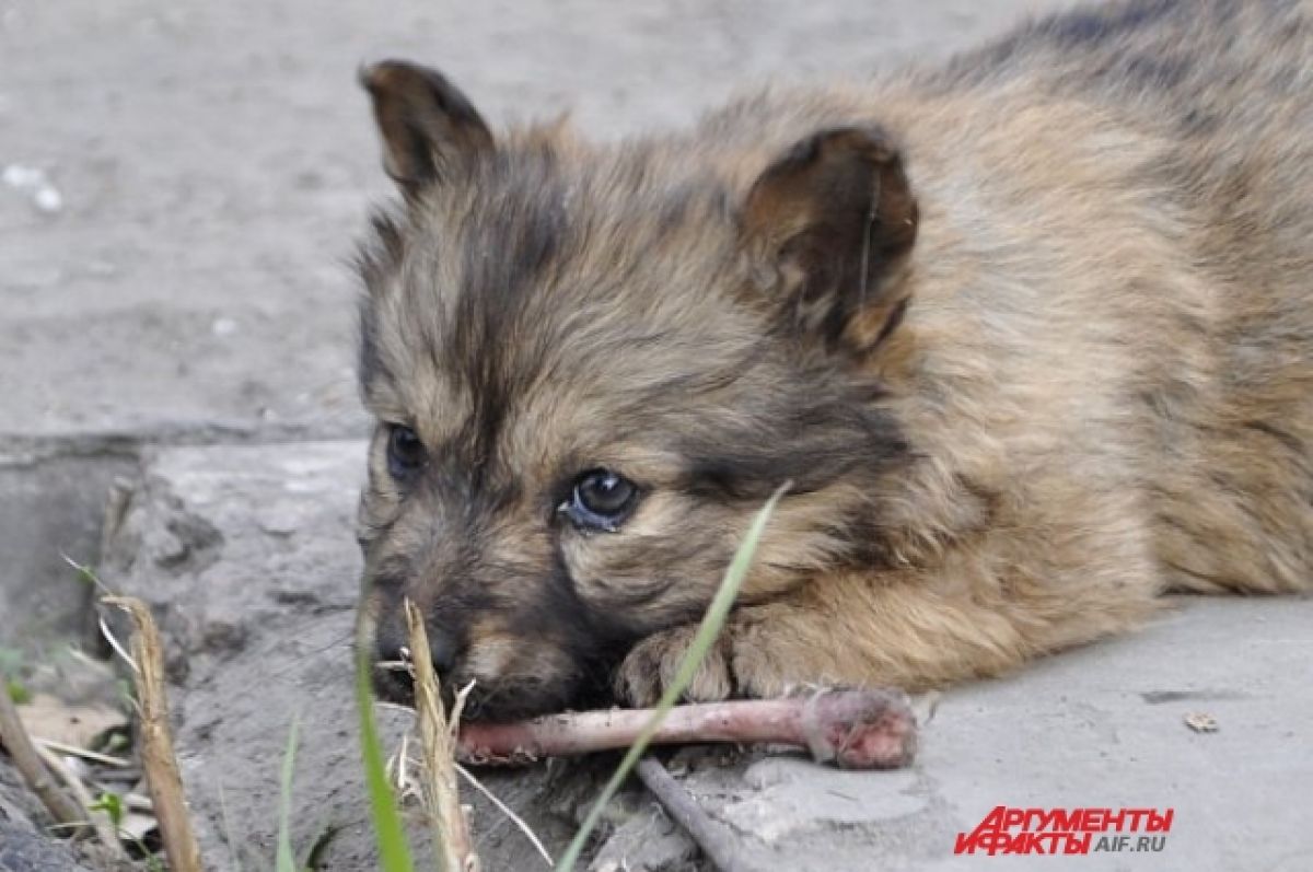 Жительнице Барнаула стало жутко от вида стаи из 12 «законопослушных» собак