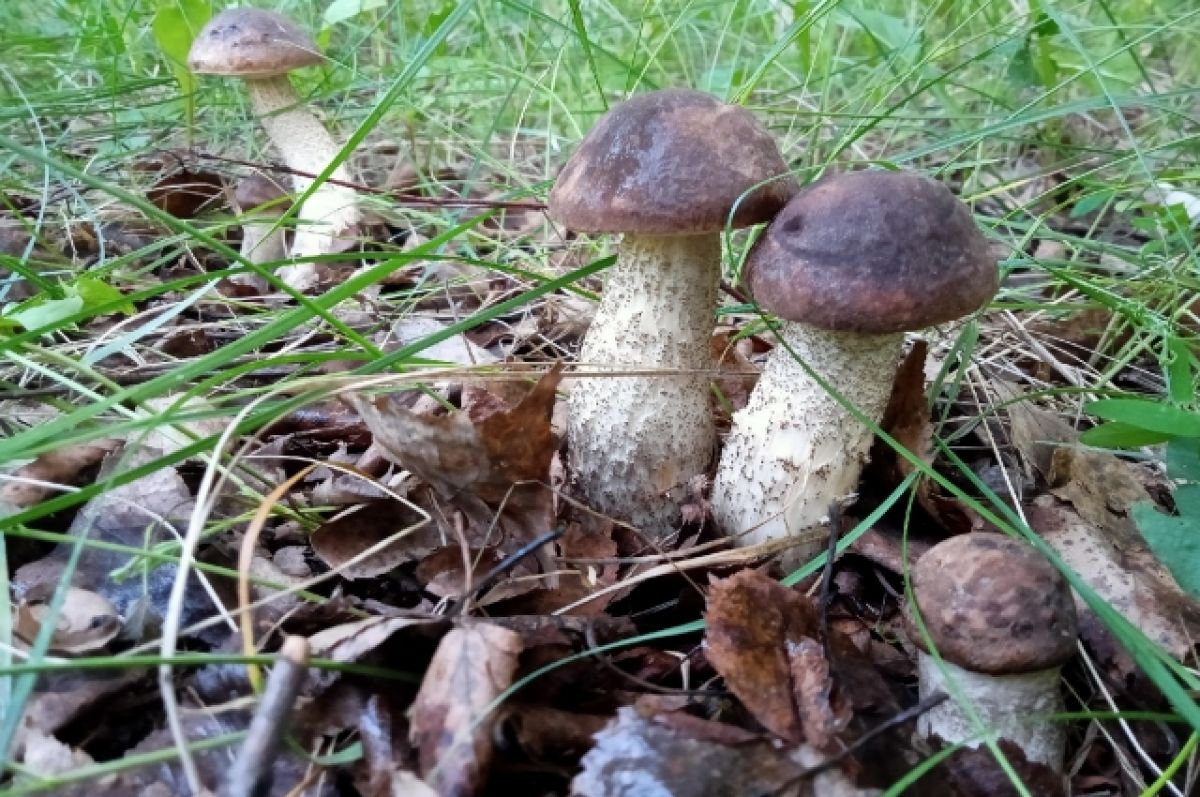 В Ростовской области женщина пошла в лес за грибами и заблудилась
