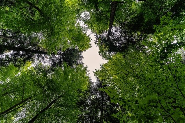 В Кузбассе уже создали рукотворные леса на площади почти 3 тыс. гектаров.