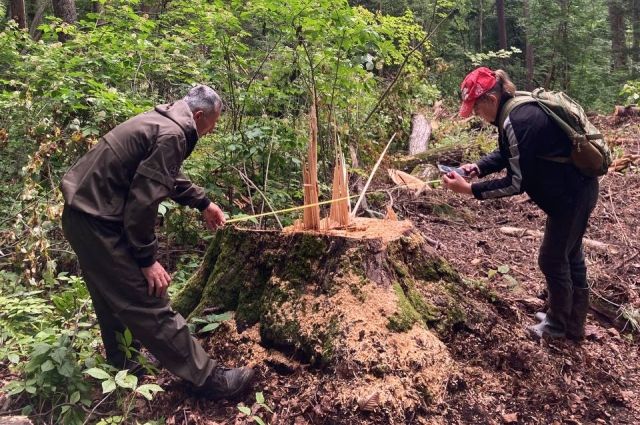 Следы рубок леса зафиксировали специалисты Сергеевского лесничества.
