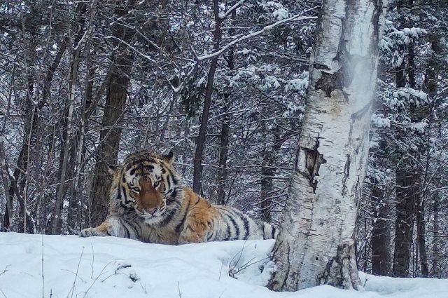Амурский тигр смотрит томным взглядом в фотоловушку. Зима для него – время испытаний. 