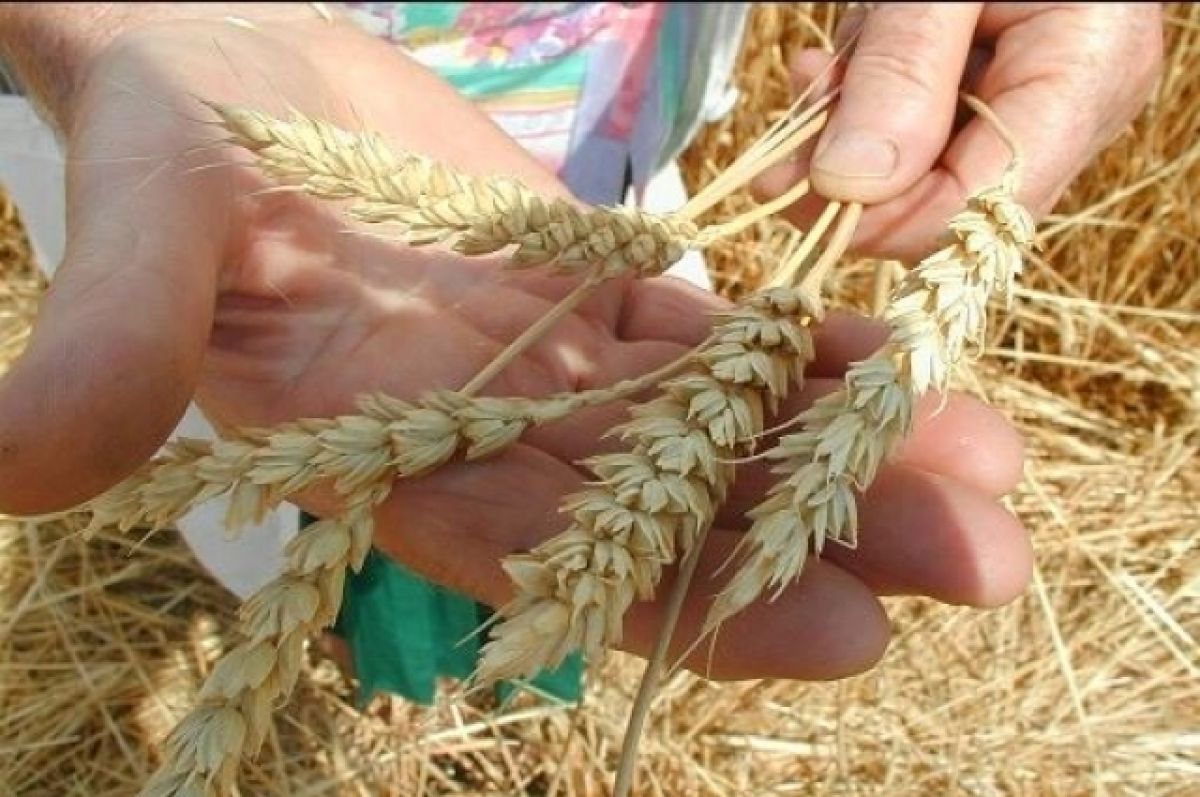 Завод по переработке зерна в Ростовской области начнет работать в 2024 году