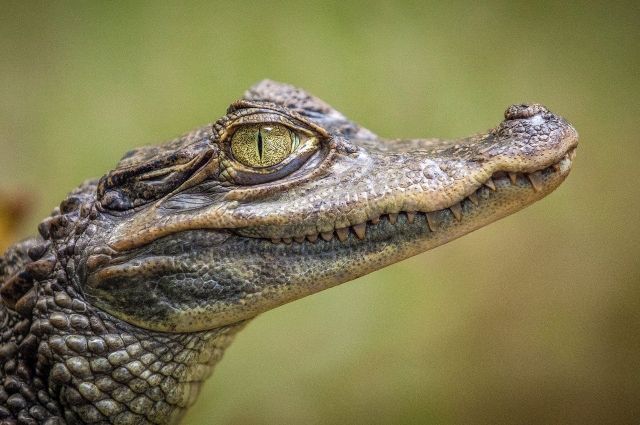 В Нижнекамске женщина раздает всем желающих крокодилов. 