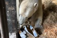 Парализованное животное проходит реабилитацию в Московском зоопарке.
