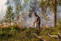 За год в регионе ликвидировали 1204 лесных пожара.