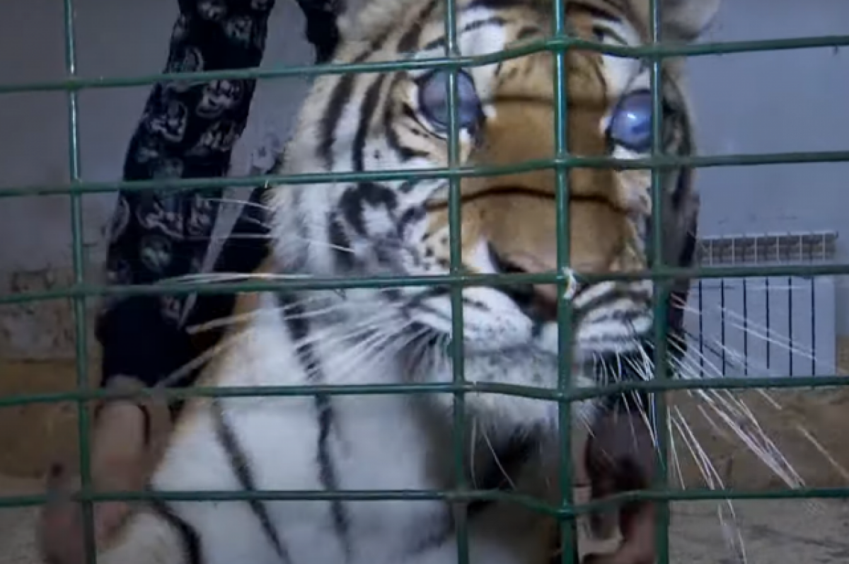 Хозяин ослепшей тигрицы из Саратова опроверг сообщения об изъятии животного