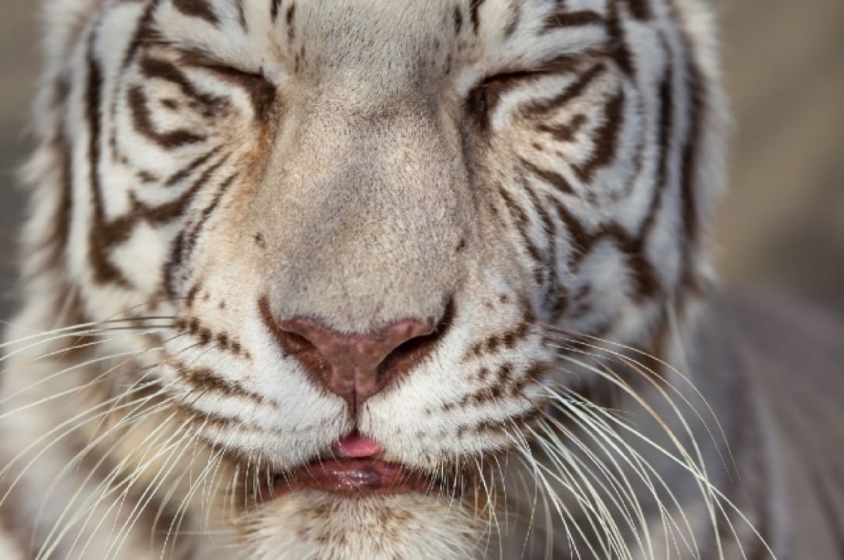 Бенгальская тигрица из Барнаульского зоопарка показала свой характер