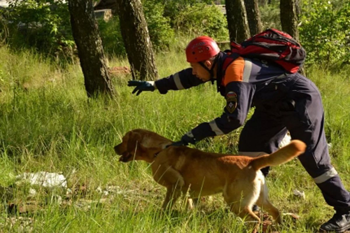 Ангел поисково спасательный. Поисково-спасательная служба собак. Поисково спасательные собаки. Спасатель-кинолог в лесу.