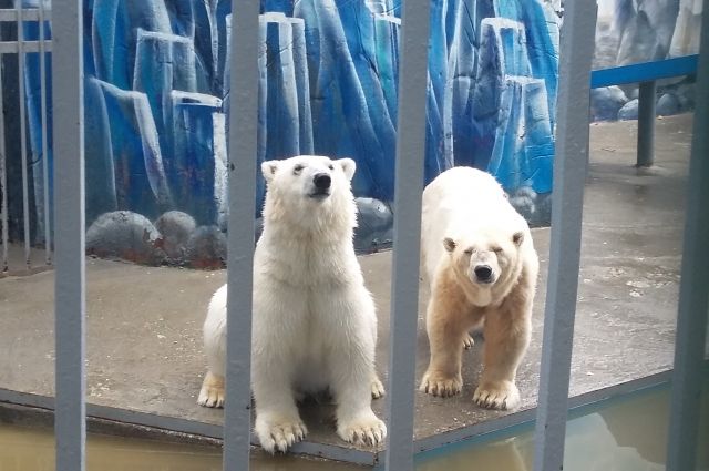 Прокуратура нашла нарушения в содержании белых медведей