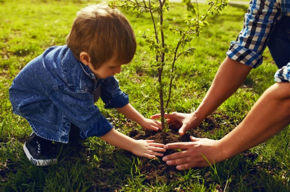 «Детские» деревья в столице. Как в Москве можно посадить саженец
